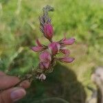 Onobrychis viciifolia Květ