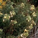 Oenothera argillicola Habitus