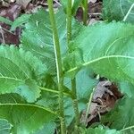 Parthenium integrifolium кора