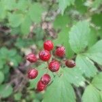 Actaea rubra Meyve