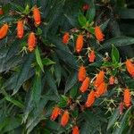 Seemannia sylvatica Flor