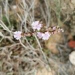 Limonium virgatum 花