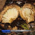 Afzelia pachyloba Fruto
