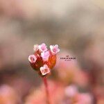 Rotala serpyllifolia Blomma