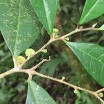 Maquira guianensis Leaf