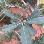 Banksia praemorsa Leaf