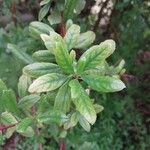 Escallonia illinita पत्ता