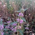 Phlomis herba-venti Blomst