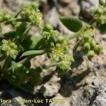 Paronychia suffruticosa Flor