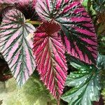 Begonia brevirimosa Leaf