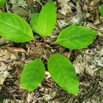 Cynoglossum virginianum Habitatea