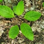 Andersonglossum virginianum Hábito