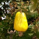 Anacardium occidentale Φρούτο