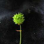 Euonymus echinatus Habitatea