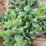 Sedum allantoides Blad