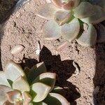 Sedum mendozae List