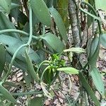 Vanilla planifolia Hoja