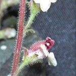 Gloxinia erinoides Drugo