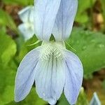 Viola sieheana Flor