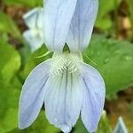 Viola sieheana