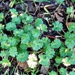 Geranium molle Habit