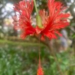 Hibiscus schizopetalus Cvet