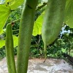 Bauhinia monandra ഫലം