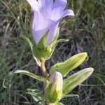 Campanula speciosa Λουλούδι