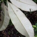 Manilkara huberi Leaf