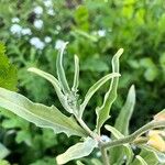 Matthiola longipetala Leaf