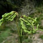 Hippocrepis comosa Gyümölcs