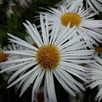 Erigeron speciosus Çiçek