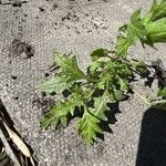 Solanum triflorum Leaf