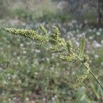 Echinochloa crus-galliफूल