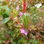 Centradenia inaequilateralis Folha