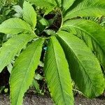 Sauromatum venosum Hoja
