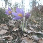 Pulsatilla patensCostuma