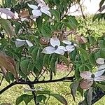 Cornus kousa Blüte