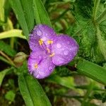 Tradescantia virginiana Flower