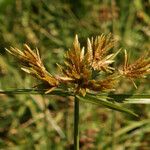 Cyperus polystachyos Kvet