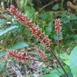 Odontonema cuspidatum Flower