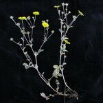 Potentilla argyrophylla Natur