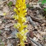 Orobanche flava 花