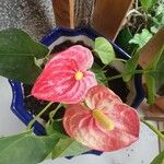 Anthurium scherzerianumFlower