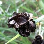 Zephyranthes bifida Fruit