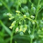 Camelina sativa Flor