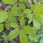 Vitex madiensis Folha