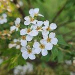 Spiraea hypericifolia Blüte