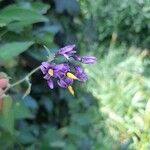 Solanum dulcamara Квітка