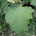 Smallanthus uvedalia Leaf